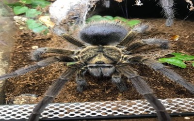 PHORMICTOPUS AURATUS SLING TARANTULA